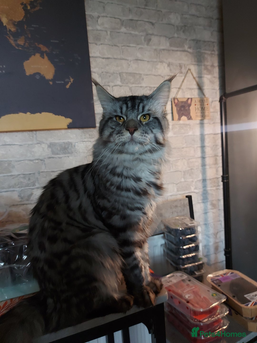 Maine Coon cats for sale: XXL Maine-coon beautiful silver boy. - Image 1