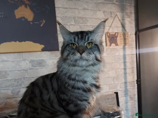 Maine Coon cats for sale - Advert 1