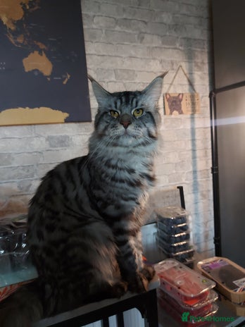 Maine Coon cats - Advert 1