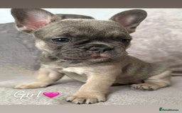 French Bulldog dogs for sale: 🐾Stunning French BullDog Puppies - Image 2
