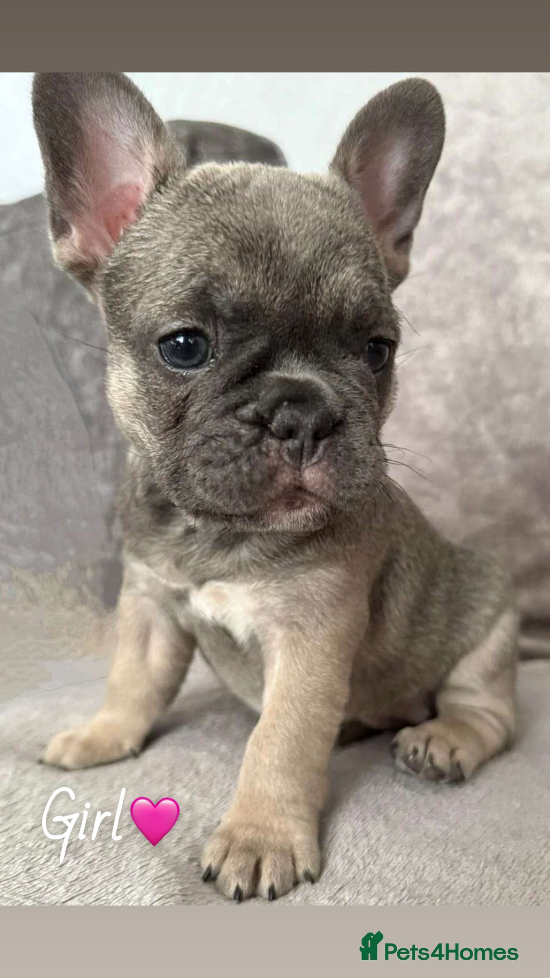 French Bulldog dogs for sale: 🐾Stunning French BullDog Puppies - Image 2