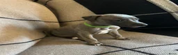 Whippet dogs for sale: Exceptional Puppies from health tested parents - Advert 12