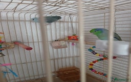 Parrots birds for sale: Bonding pair of parrotlets and conures  - Image 2