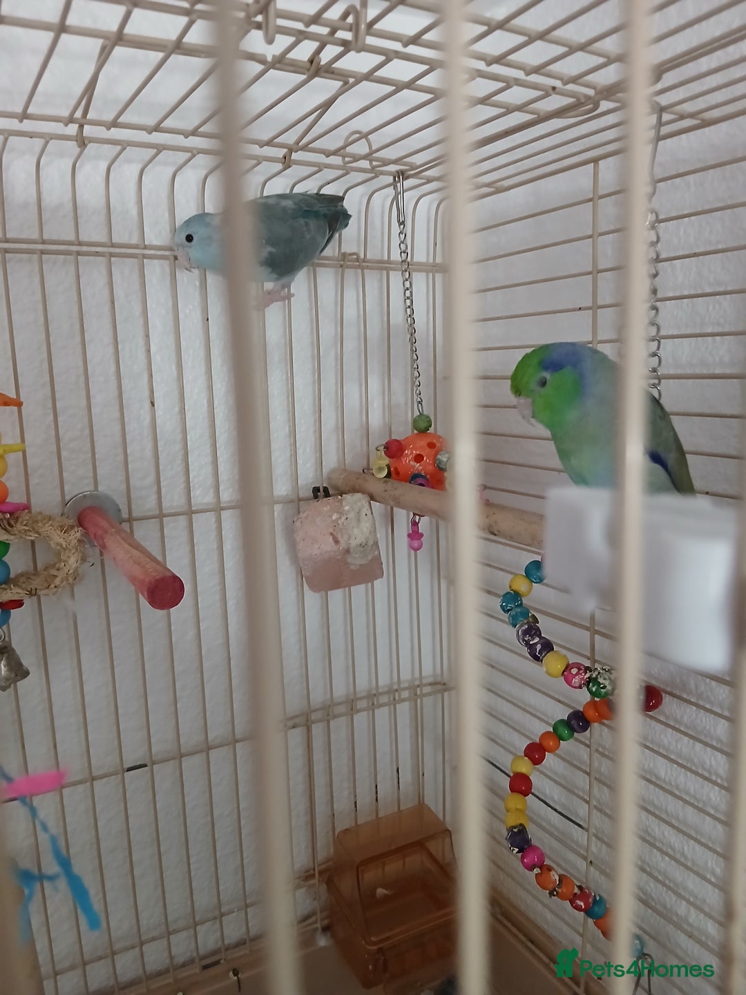 Parrots birds for sale: Bonding pair of parrotlets and conures  - Image 2
