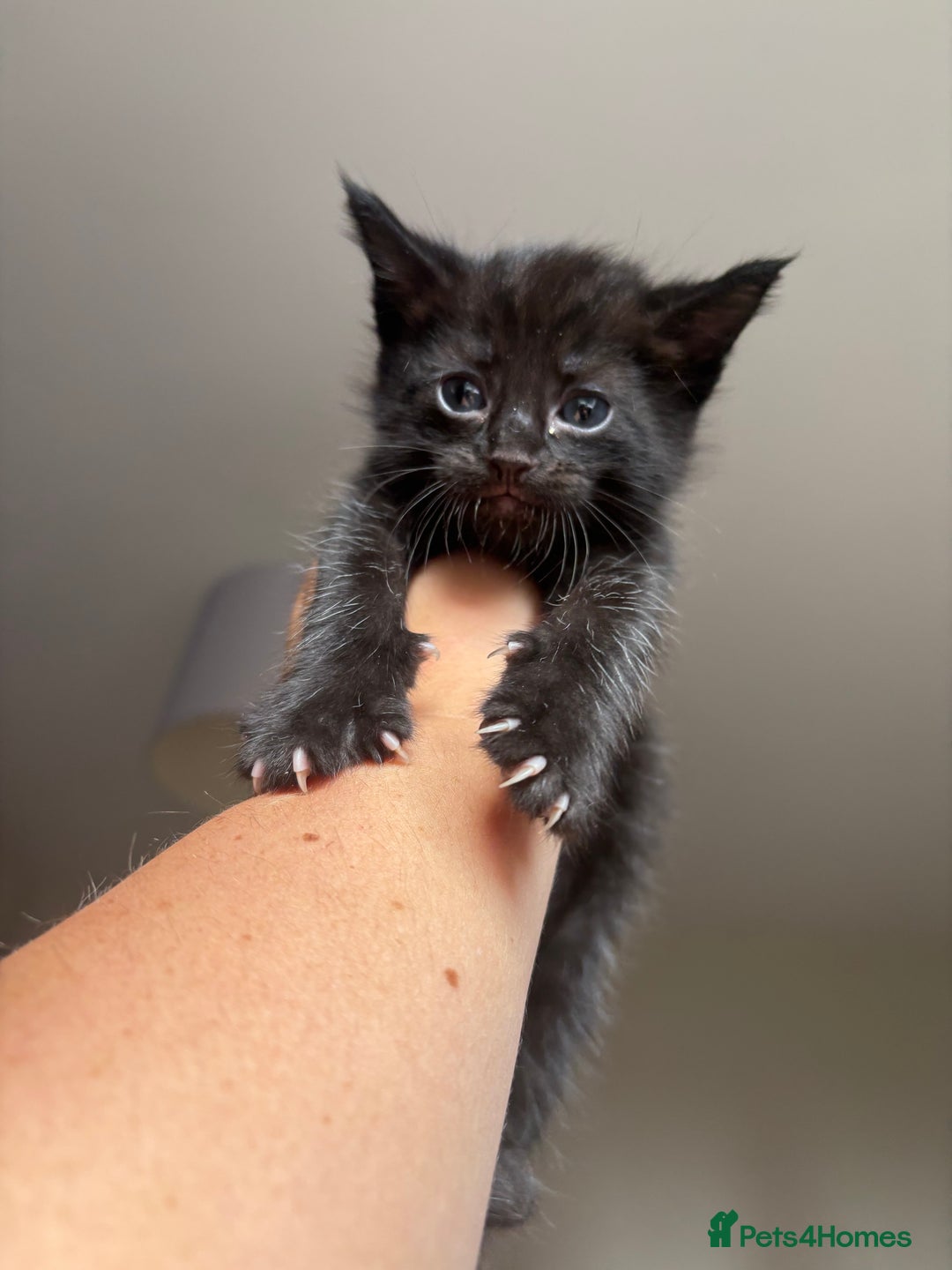 Maine Coon cats for sale: 1 girl left ready now! bengal/maine coon  - Image 15