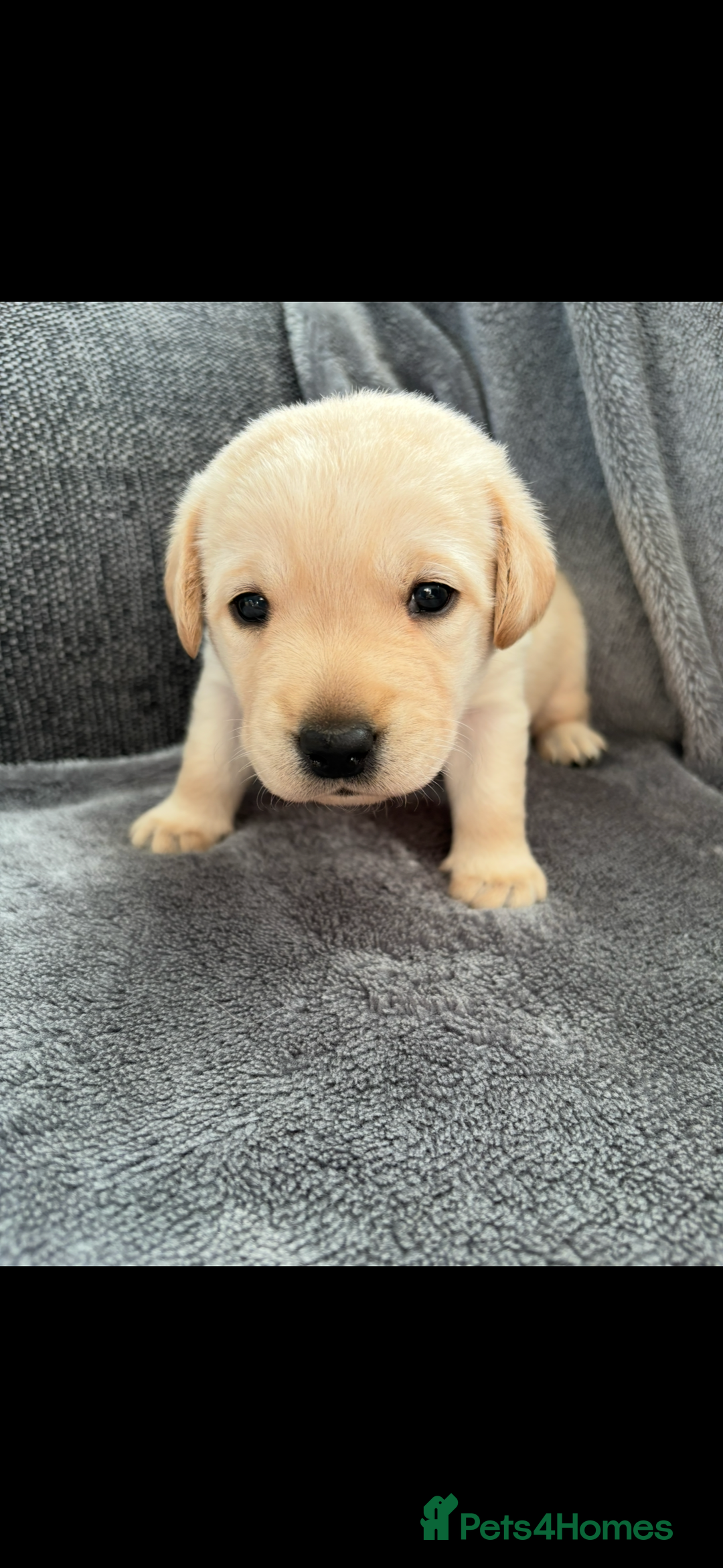 Labrador Retriever dogs for sale: Stunning litter of Labrador puppies - Advert 9