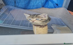Domestic Shorthair cats for sale: 1 grey tabby and 3 black shorthair kittens in London - Image 5