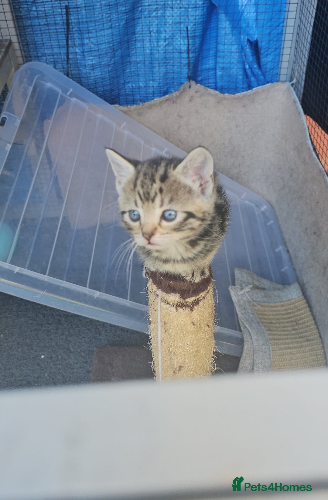Domestic Shorthair cats for sale: 1 grey tabby and 3 black shorthair kittens in London - Image 5
