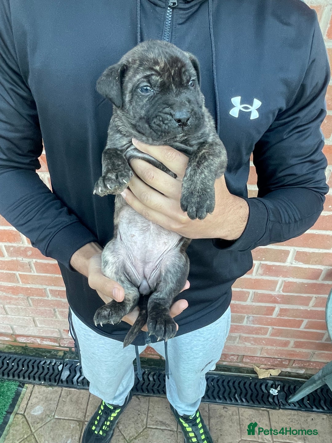 Presa Canario dogs for sale: Presa Canario Puppies Spanish x Serbian Imports - Advert 24