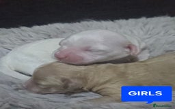 Australian Labradoodle dogs for sale: MINI Australian Labradoodle  in Leicester - Image 2