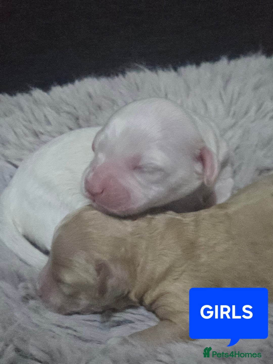 Australian Labradoodle dogs for sale: MINI Australian Labradoodle  in Leicester - Image 2
