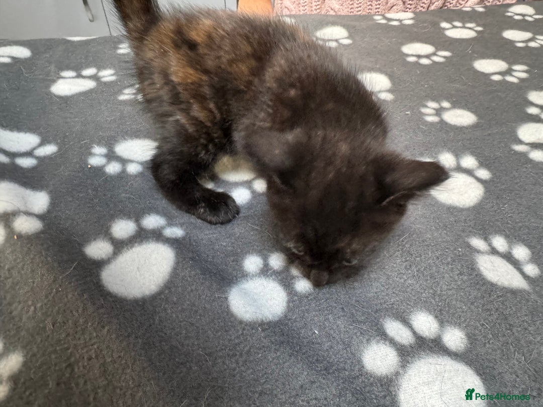 Mixed Breed cats for sale: Kittens available - females and males - Image 12
