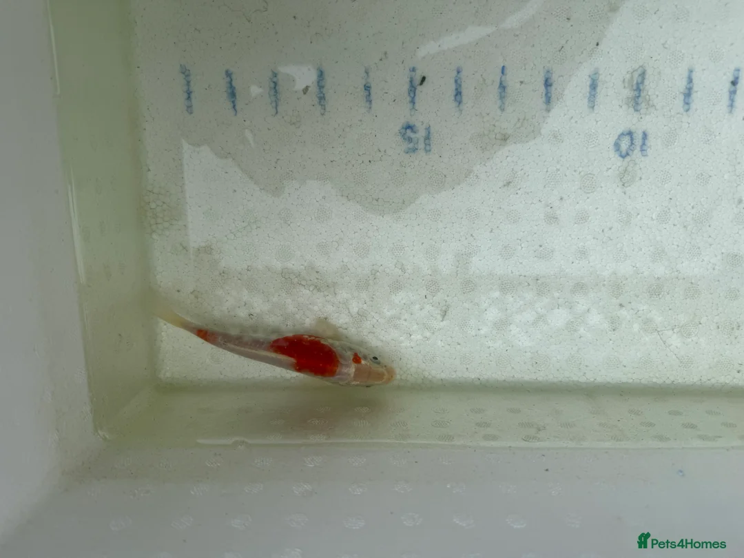 Koi Carp fish for sale: Japanese koi plus more - Advert 22