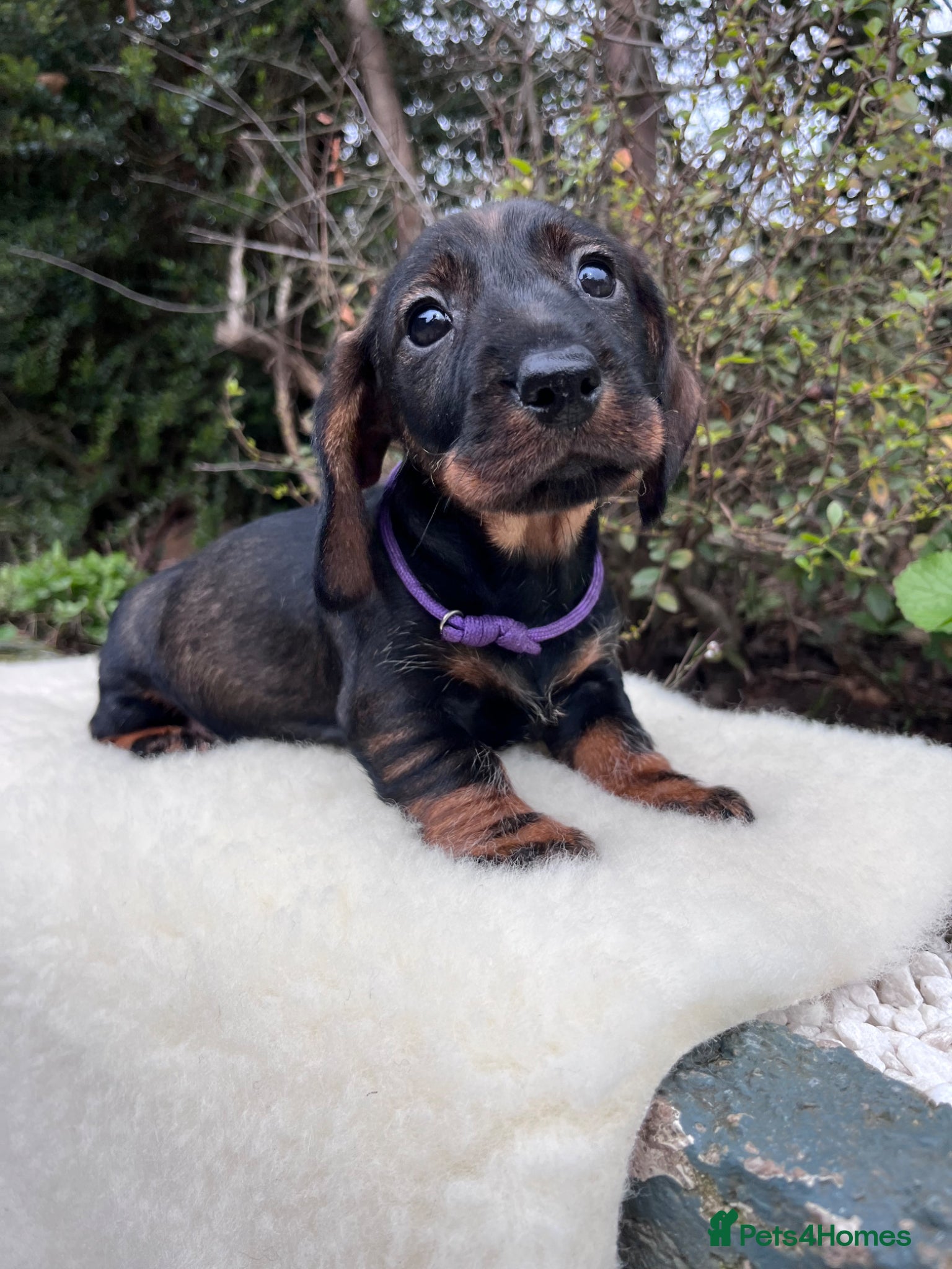 Dachshund dogs Outstanding KC Wire haired Dachshunds  - Advert 16