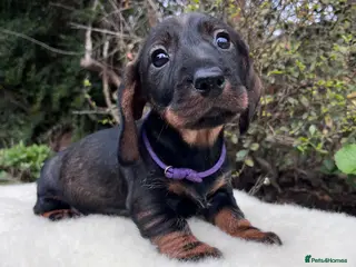 Dachshund dogs Outstanding KC Wire haired Dachshunds - Advert 16