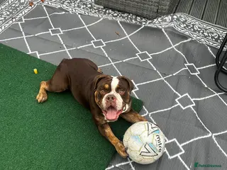 English Bulldog dogs English bulldog - Advert 1