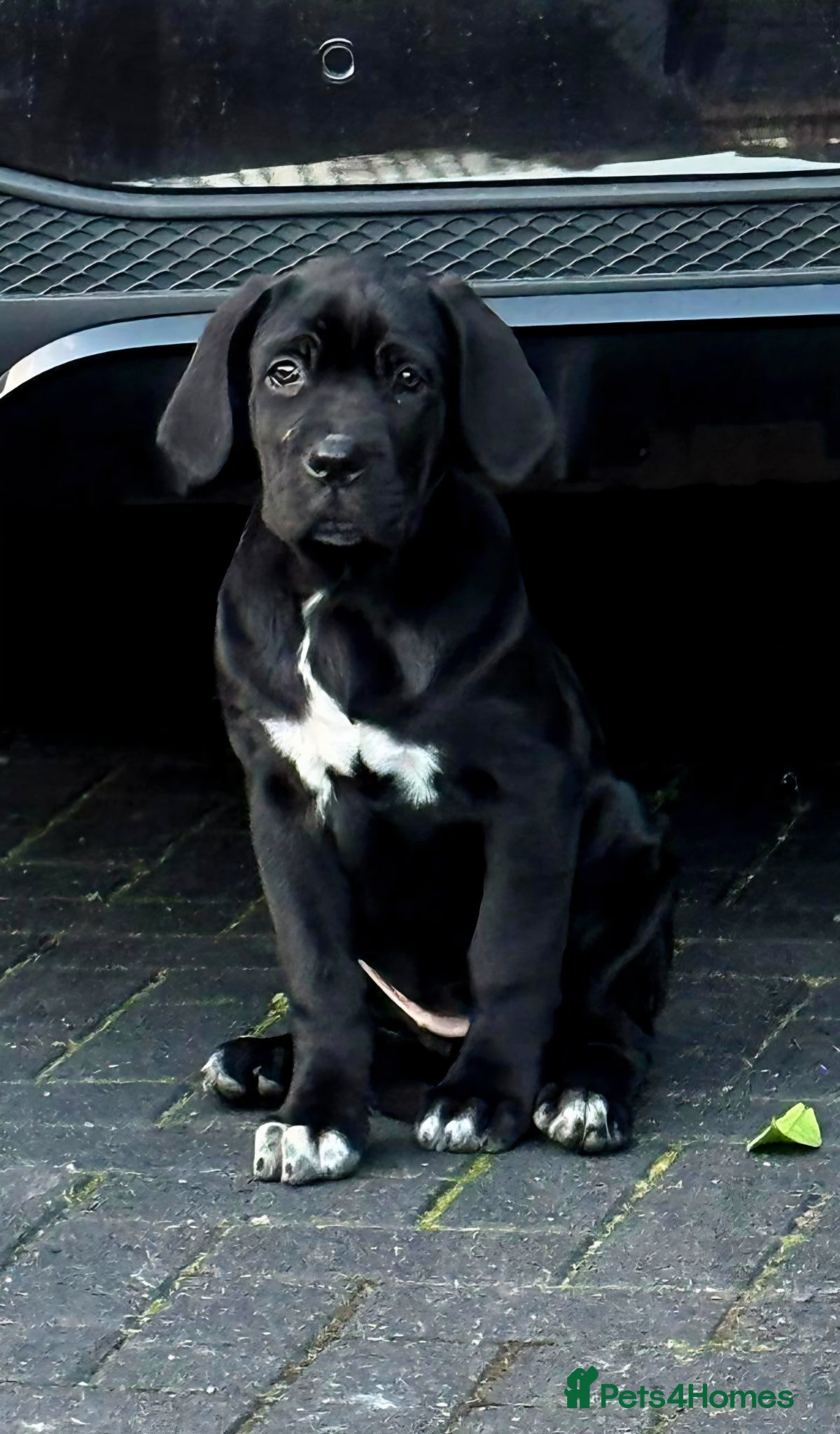 Cane Corso dogs 1 CHUNKY, BEAUTIFUL FEMALE CANE CORSO AVAILABLE! - Advert 9