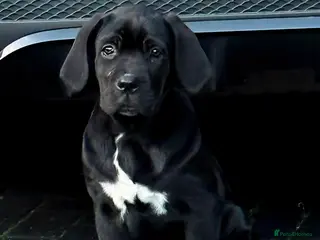 Cane Corso dogs 1 CHUNKY, BEAUTIFUL FEMALE CANE CORSO AVAILABLE! - Advert 9