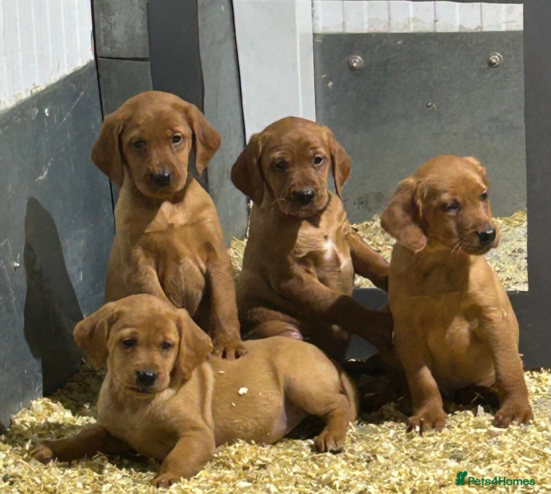 Mixed Breed dogs for sale: Outstanding settador puppies  - Advert 2