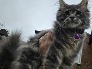 Maine Coon cats XXL Champion Line Maine Coons – Rare, Very Fluffy! - Advert 5