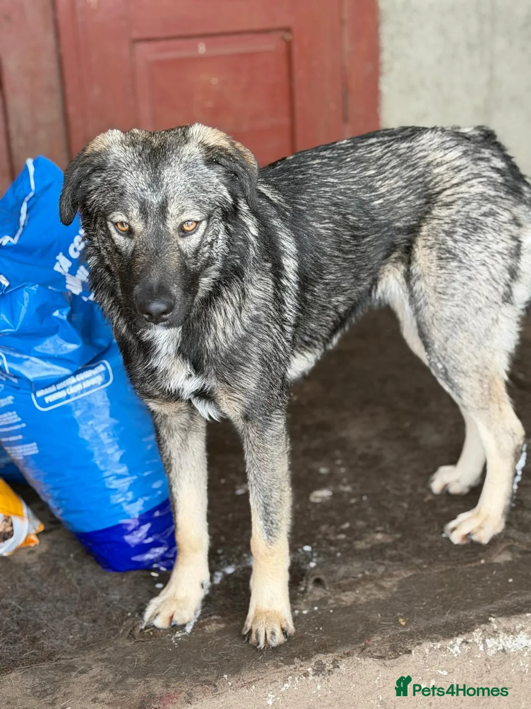 Mixed Breed dogs for adoption: 🐾🖤MIA – A Quietly Brave Girl With Golden Eyes 🐾 - Advert 2
