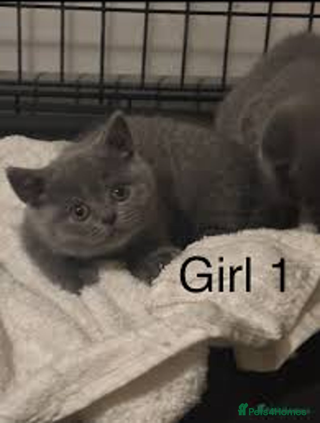 British Shorthair cats for sale: BSH kittens for sale  - Image 3