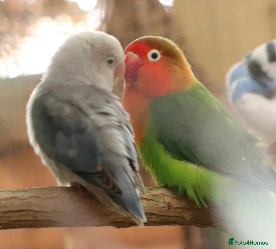Lovebirds birds for sale: Bonded pair of lovebirds  in Tamworth - Advert 1