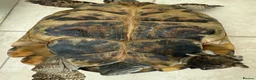 Tortoise reptiles for sale: Hermann tortoise and friend - Advert 7