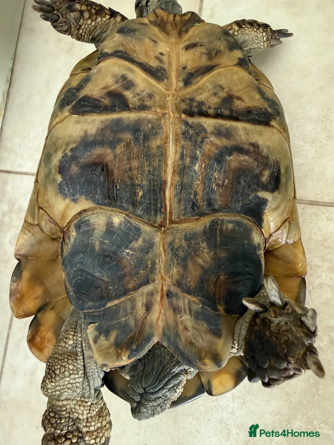 Tortoise reptiles for sale: Hermann tortoise and friend - Advert 7