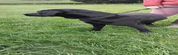 Labrador Retriever dogs for sale: Male age 2 entire - Advert 5