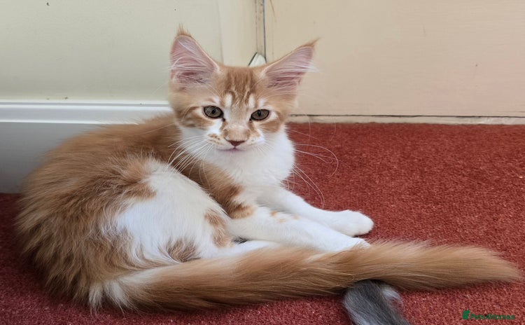 Maine Coon cats - Advert 3