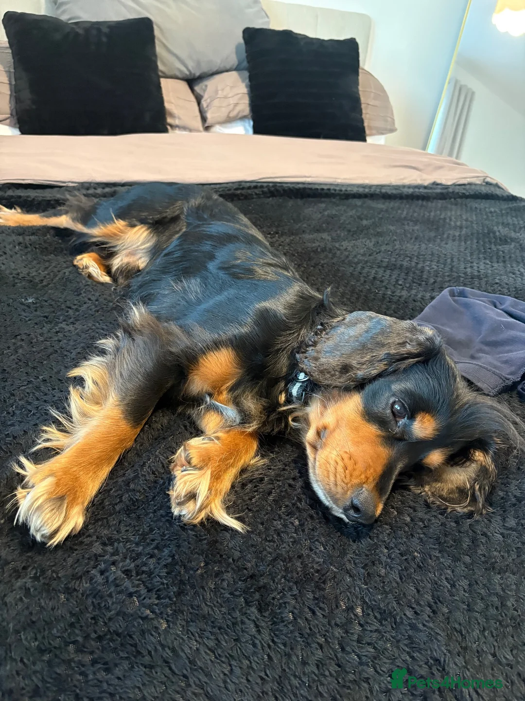 Cocker Spaniel dogs for sale: 2 year old archie in Dundee - Advert 2
