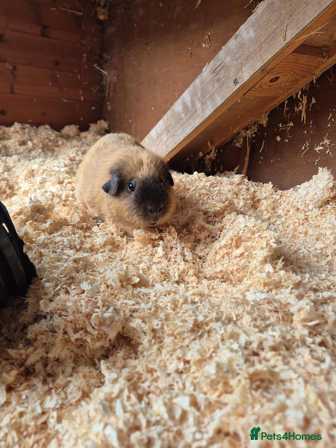 Guinea Pig rodents for sale: Male Californian Guinae Pig - Advert 3