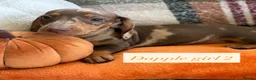 Dachshund dogs for sale: 5 beautiful dachshund girls  - Advert 5