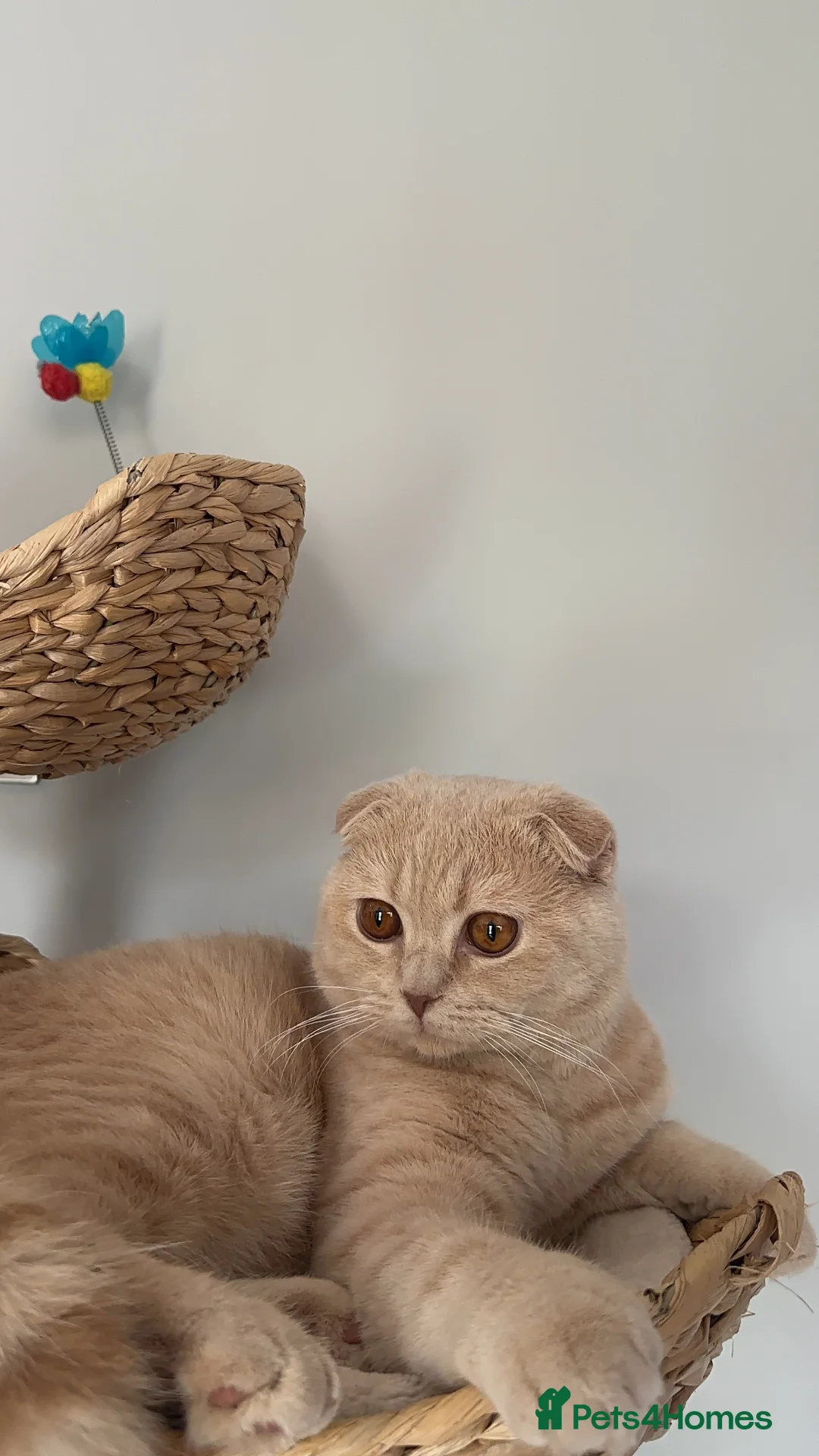 Scottish Fold cats for stud: Fantastic Cream Scottish fold for stud duties  in Derby - Advert 9
