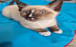 Snowshoe cats for sale: Pedigree snowshoes ready now - Image 5