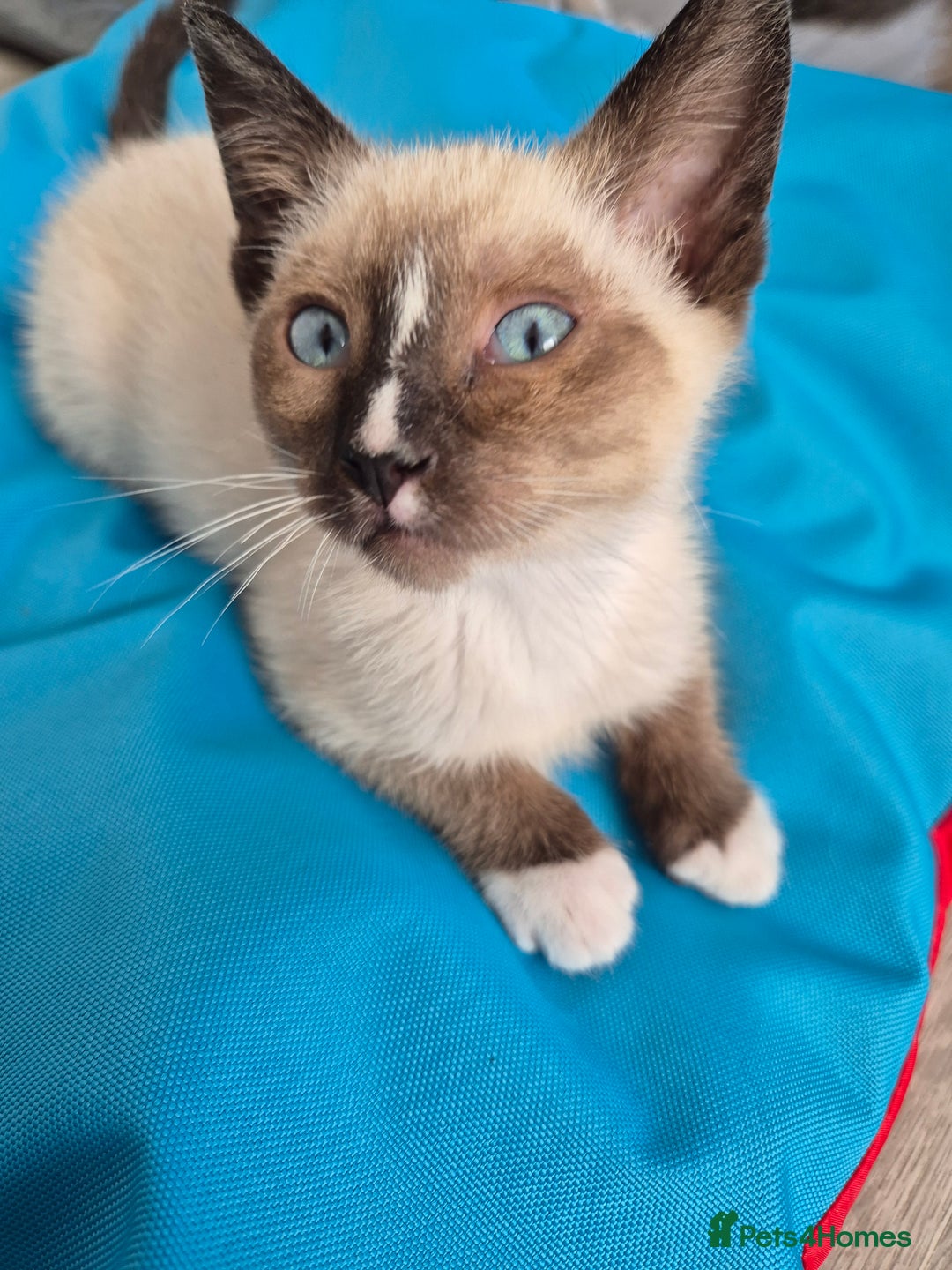 Snowshoe cats for sale: Pedigree snowshoes ready now - Image 5