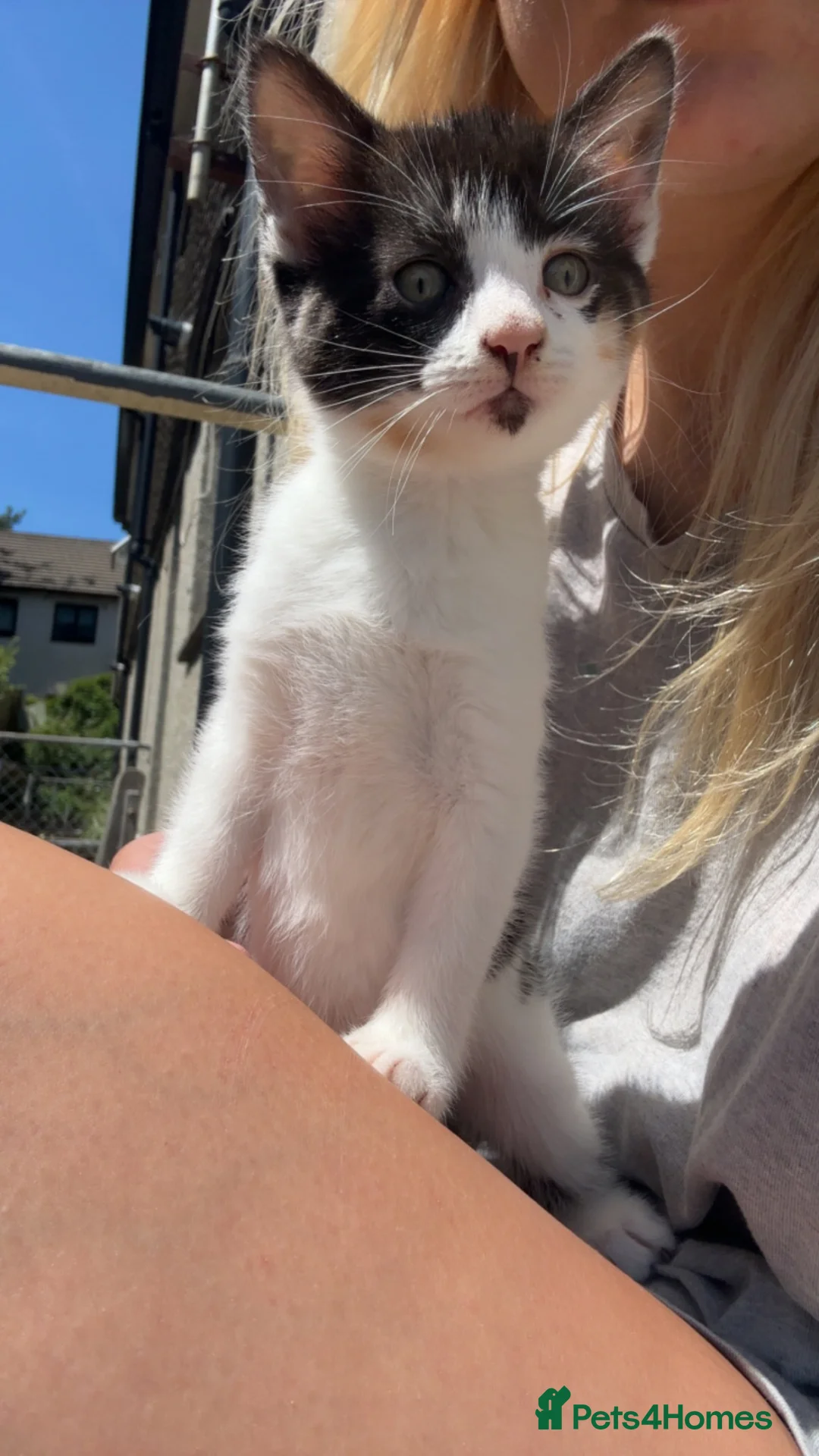 Mixed Breed cats for sale: Kittens  - Advert 2