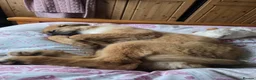 Mixed Breed dogs for sale: Rare Highland Sheppard Puppies Alabai Cross  - Advert 23