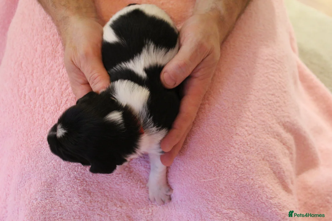 Sprollie dogs for sale: Intelligent & Affectionate Sprollie Puppies  - Advert 12