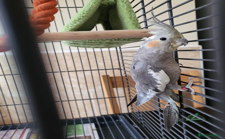 Cockatiels birds - Advert 10
