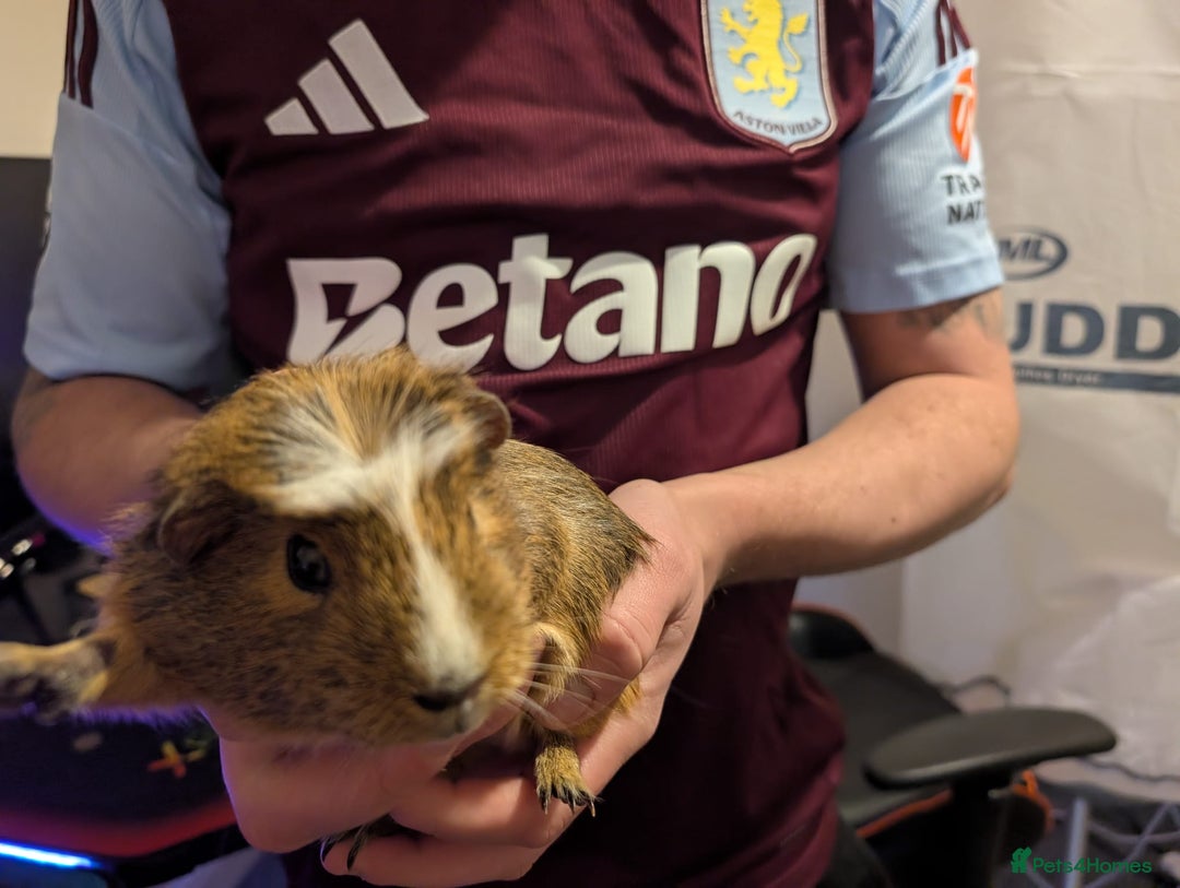 Guinea Pig rodents for sale: Guinea pigs both male and female  - Advert 6