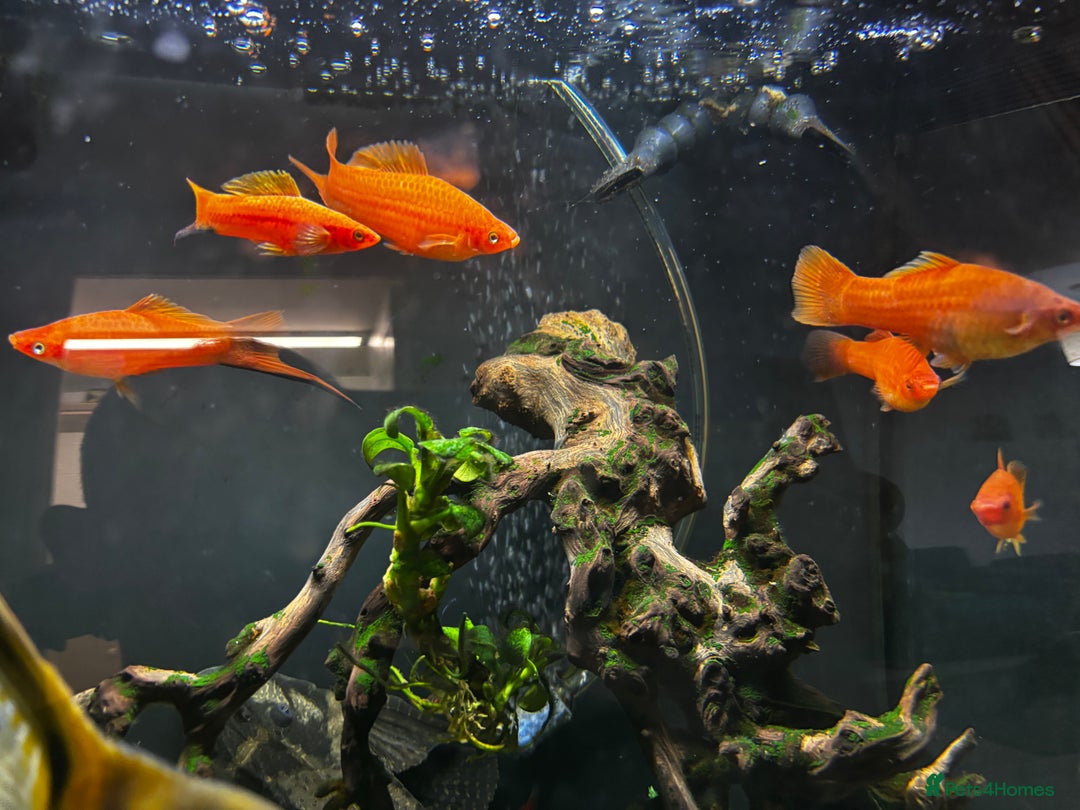 Catfish fish for sale: Fish tank with fish - Advert 2