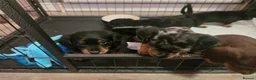 Miniature Dachshund dogs for sale: Miniture dashchounds - Advert 14