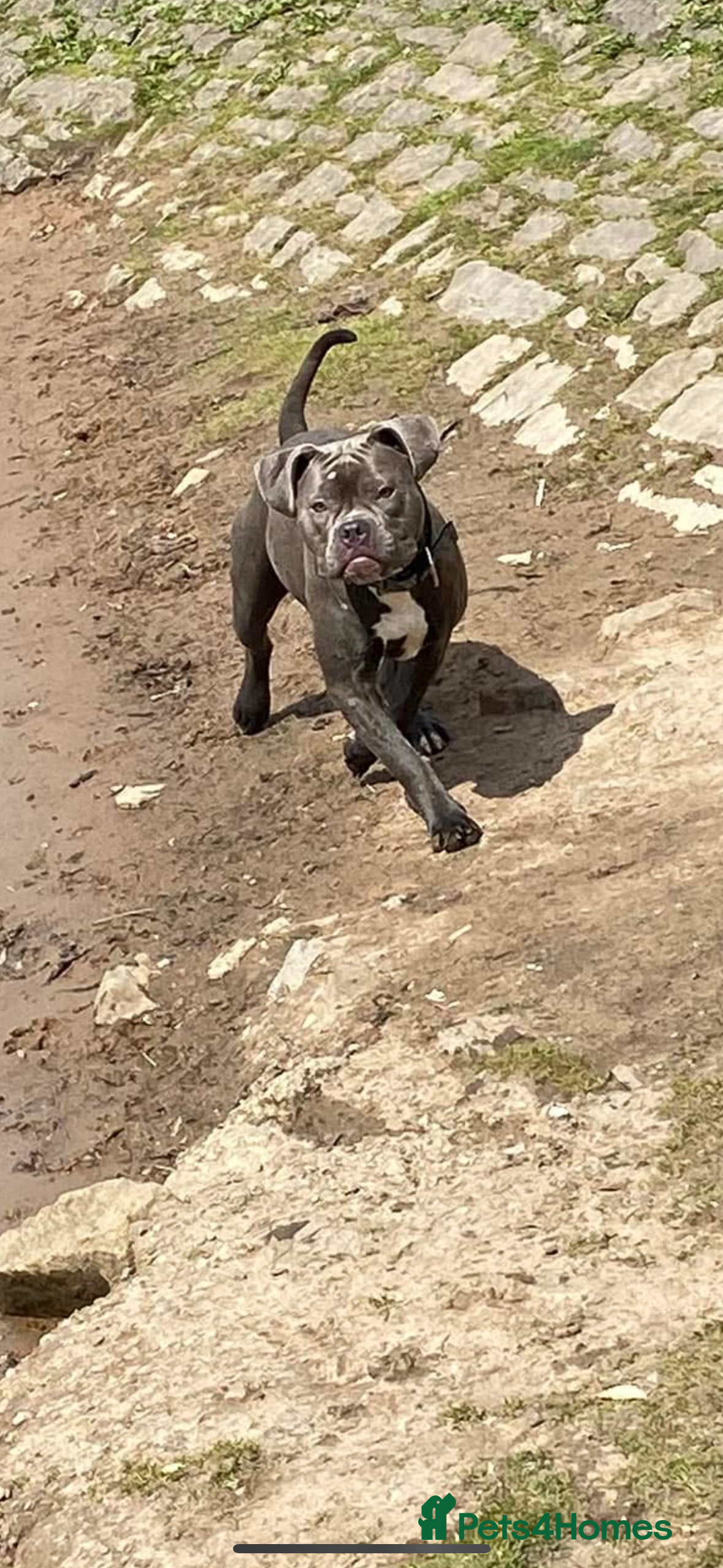 Mixed Breed dogs American bulldog cross American staff  - Advert 1