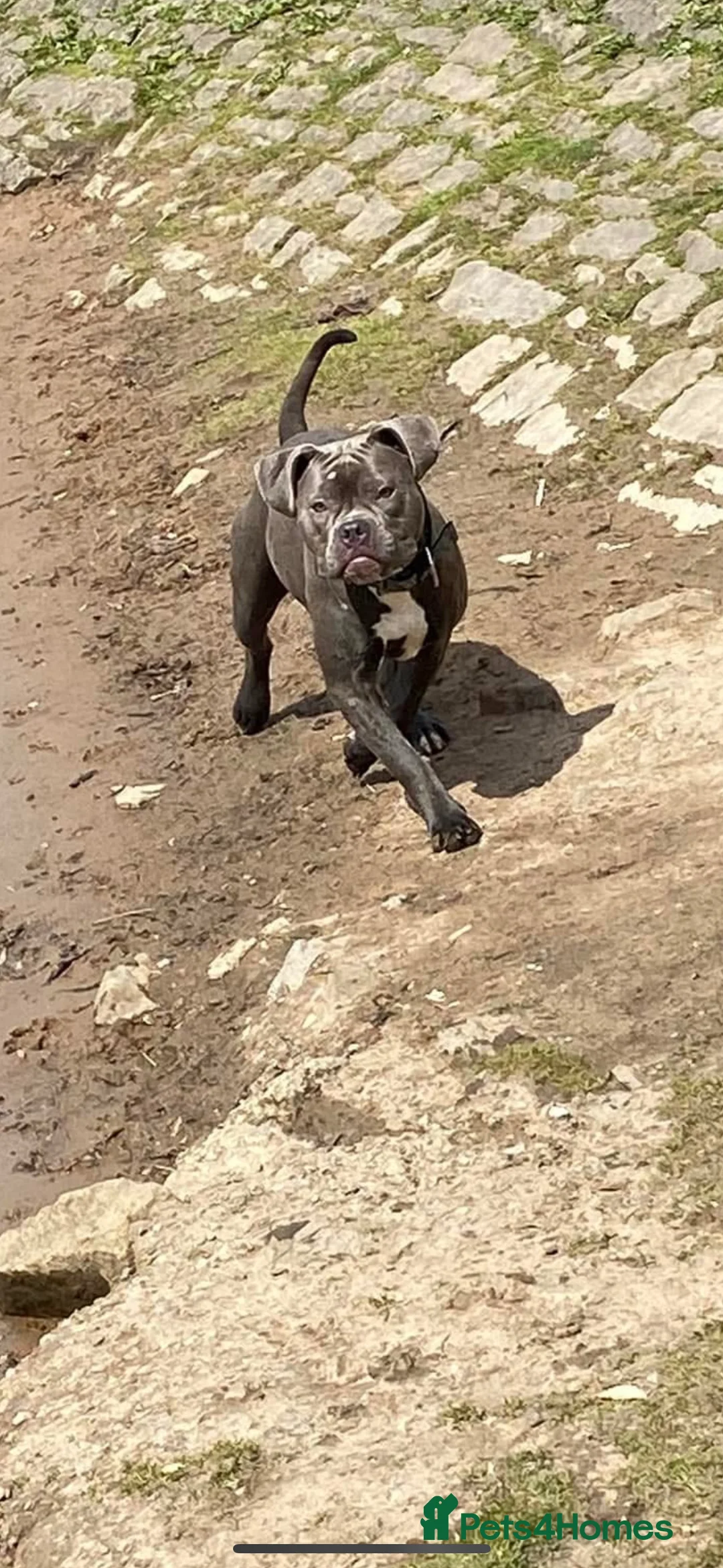 Mixed Breed dogs for sale: American bulldog cross American staff  - Advert 1