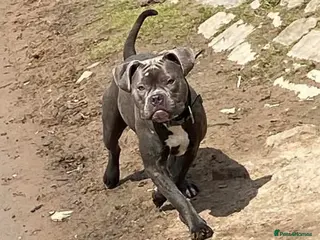 Mixed Breed dogs American bulldog cross American staff - Advert 1