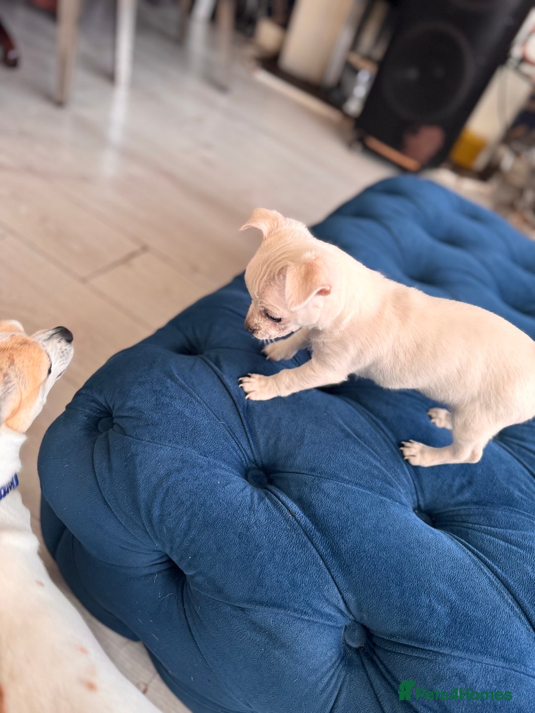 Chihuahua dogs for sale: Beautiful white short coat male Chihuahua  - Image 5