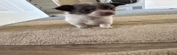 Jack Chi dogs for sale: Tiny fluffy chihuahua x jack Russell puppies  - Advert 2
