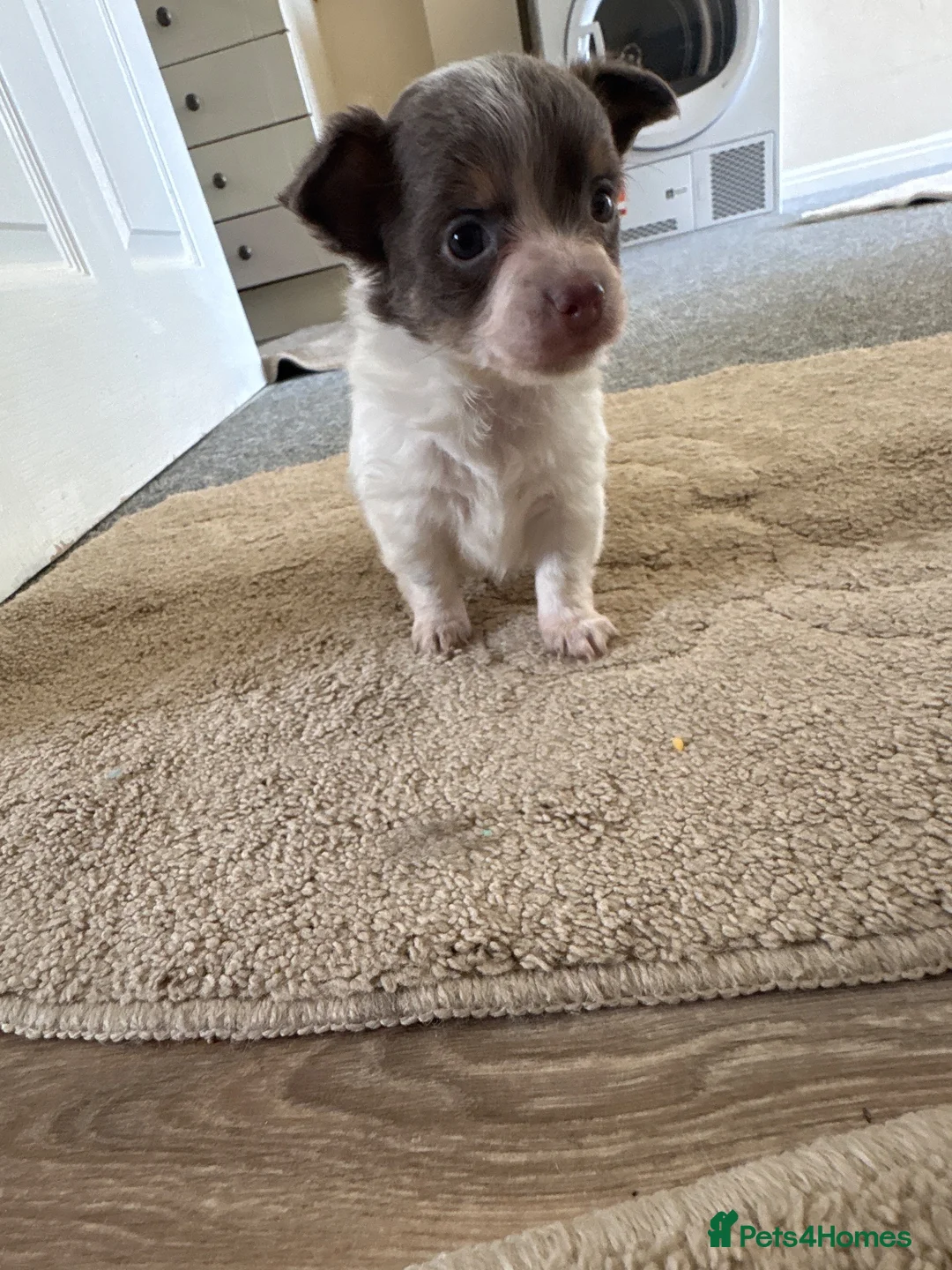 Jack Chi dogs for sale: Tiny fluffy chihuahua x jack Russell puppies  - Advert 2